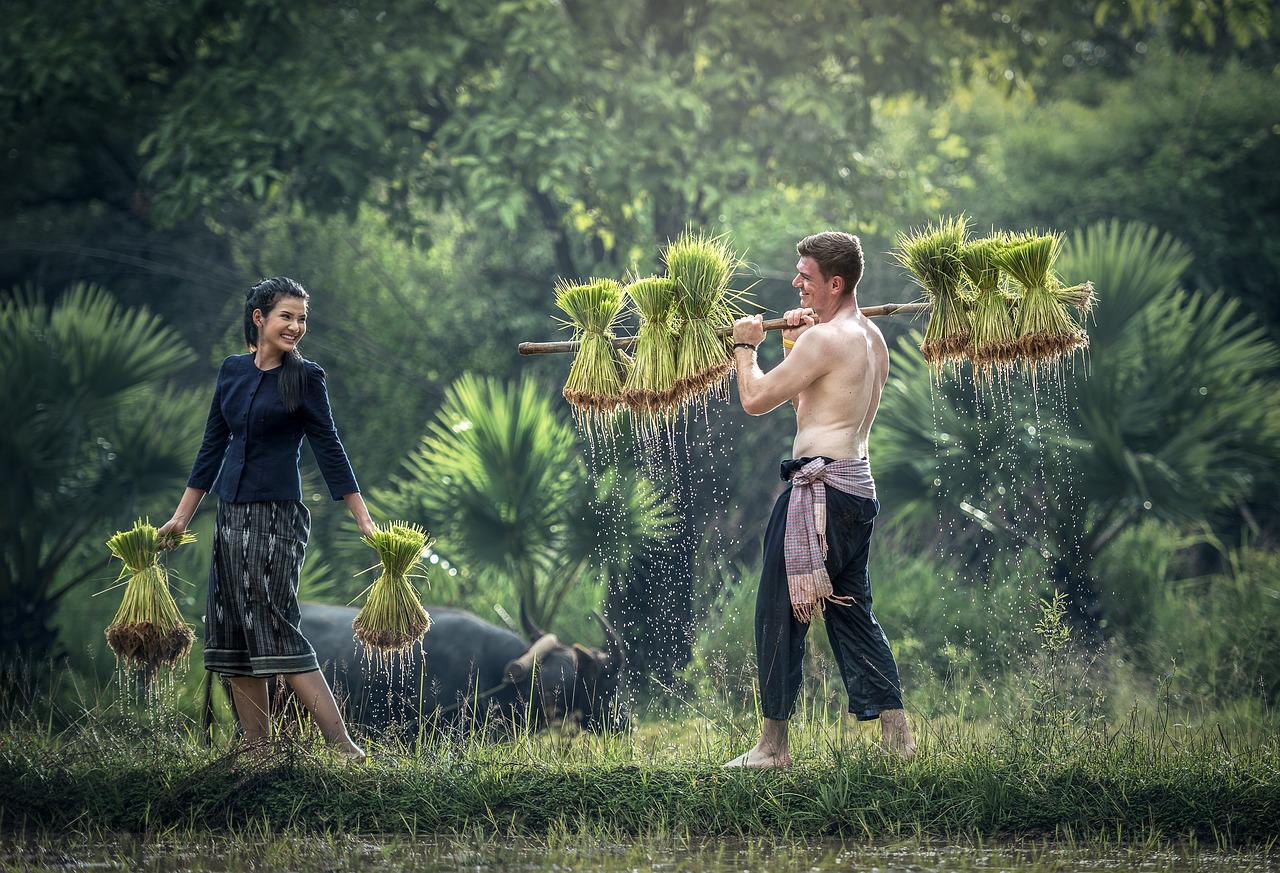 迷你世界水稻种植与种子收获解析